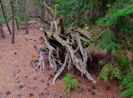 Log formation dans les bois sauvages une scène forestière dans la forêt le long de fr12 à l'ouest du camp Sherman ou photo