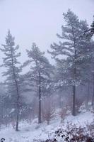 neige dans la montagne en hiver photo