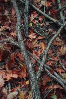 branches d'arbres et feuilles sur le sol en automne photo