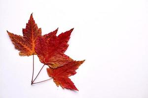 feuilles d'érable rouge sur fond blanc photo