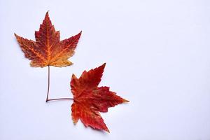 feuilles d'érable rouge sur fond blanc photo