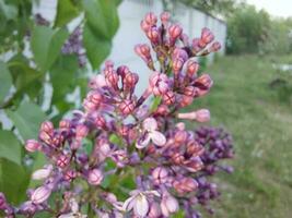 fleurs de printemps dans le jardin photo