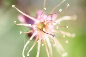 fleurs de printemps dans le jardin photo