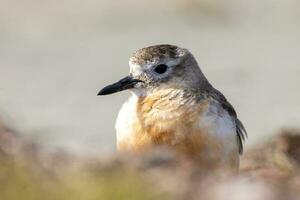 Nouveau zélande dotterel photo