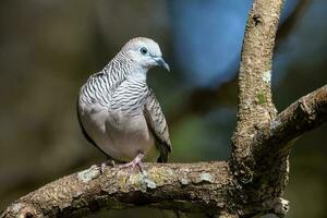 paisible Colombe dans Australie photo