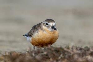 Nouveau zélande dotterel photo