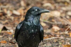 torrésien corbeau dans Australie photo