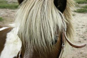 visage de tête de cheval photo