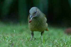 satin oiseau tordu dans Australie photo