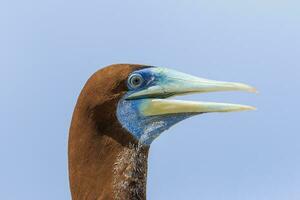 marron nigaud dans Queensland Australie photo