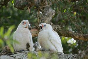 peu corella dans Australie photo