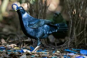 satin oiseau tordu dans Australie photo