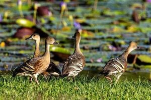 empanaché sifflement canard photo