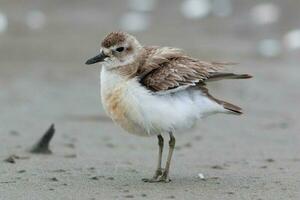 Nouveau zélande dotterel photo