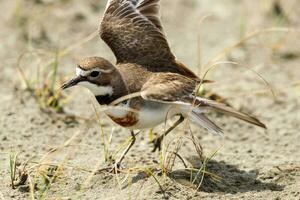 à double bande dotterel dans Nouveau zélande photo