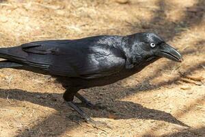 torrésien corbeau dans Australie photo