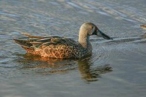 australien pelleteur canard photo