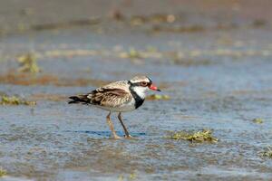 à front noir dotterel dans australasie photo