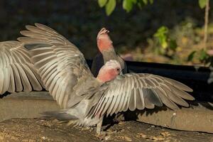 galah cacatoès dans Australie photo