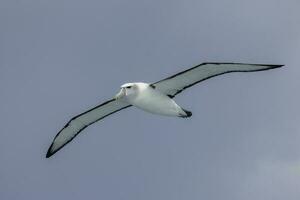 à tête blanche mollymawk albatros photo