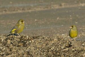 européen verdier oiseau photo