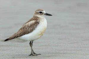 Nouveau zélande dotterel photo