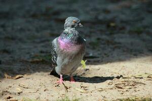 Roche Colombe dans Australie photo