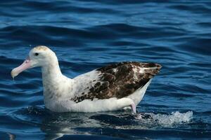 antipode albatros dans australasie photo