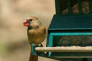 nord cardinal dans Etats-Unis photo