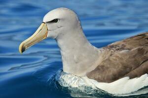 de Salvin mollymawk albatros photo