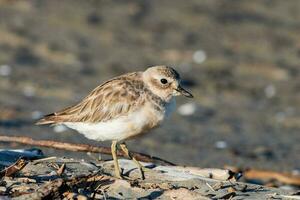 Nouveau zélande dotterel photo