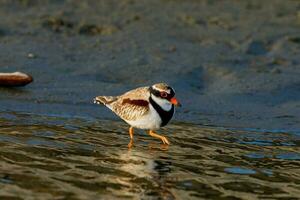 à front noir dotterel dans australasie photo