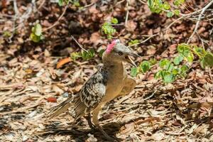 génial oiseau tordu dans Australie photo