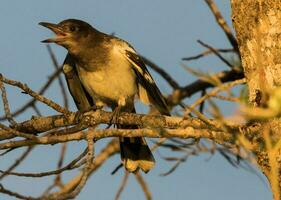 pie oiseau boucher dans Australie photo