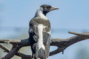 australien pie dans Australie photo