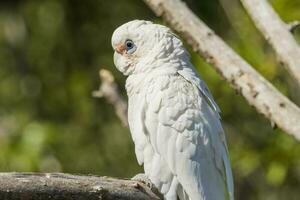 peu corella dans Australie photo