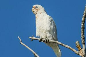 peu corella dans Australie photo