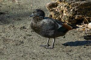 paradis shelduck dans Nouveau zélande photo