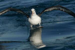 à sourcils noirs albatros dans australasie photo