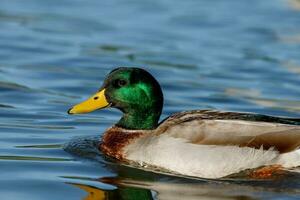 commun colvert canard photo