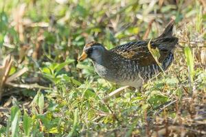 sora rail dans Etats-Unis photo