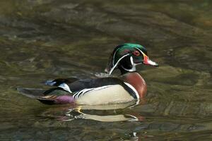 américain bois canard photo