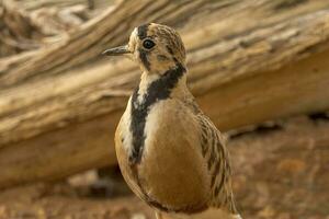 intérieur dotterel dans Australie photo