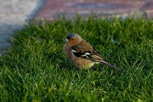 commun pinson oiseau photo