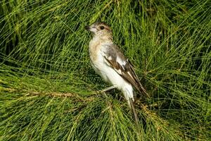 pie oiseau boucher dans Australie photo