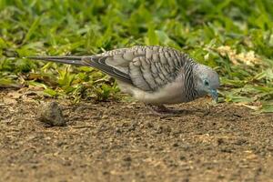 paisible Colombe dans Australie photo