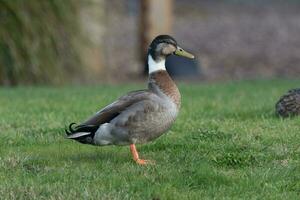 commun colvert canard photo