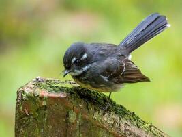 gris fantail de Australie photo