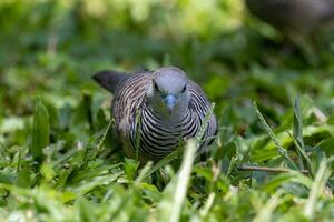 paisible Colombe dans Australie photo