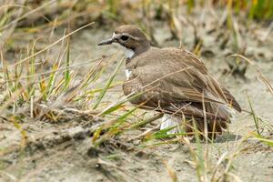 à double bande dotterel dans Nouveau zélande photo